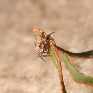 Cymbacha ocellata at Fadden, ACT - 7 Feb 2018 10:28 AM