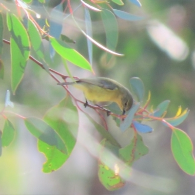 Acanthiza nana (Yellow Thornbill) at Mulligans Flat - 10 Jun 2018 by KumikoCallaway