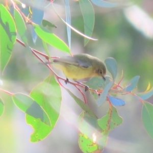 Acanthiza nana at Gungahlin, ACT - 10 Jun 2018