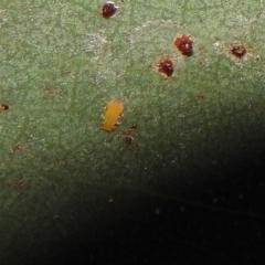 Psyllidae sp. (family) (Unidentified psyllid or lerp insect) at Fadden, ACT - 6 Feb 2018 by YumiCallaway