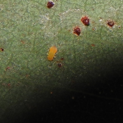 Psyllidae sp. (family) (Unidentified psyllid or lerp insect) at Fadden, ACT - 7 Feb 2018 by YumiCallaway