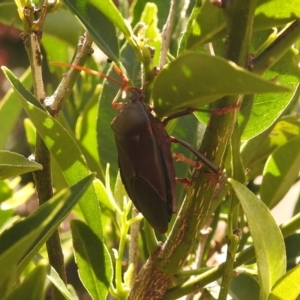 Musgraveia sulciventris at Fadden, ACT - 8 Feb 2018 09:55 AM