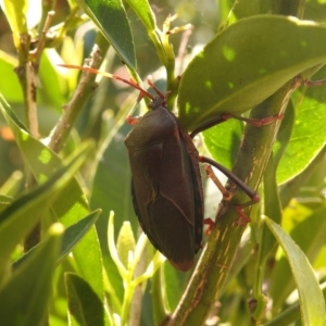 Musgraveia sulciventris at Fadden, ACT - 8 Feb 2018 09:55 AM