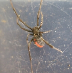 Latrodectus hasselti (Redback Spider) at Ulladulla - Millards Creek - 13 Mar 2013 by CRSImages