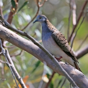 Geopelia humeralis at undefined - 15 Nov 2016