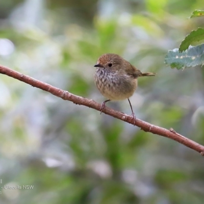 Acanthiza pusilla (Brown Thornbill) at Ulladulla Wildflower Reserve - 16 Nov 2016 by Charles Dove