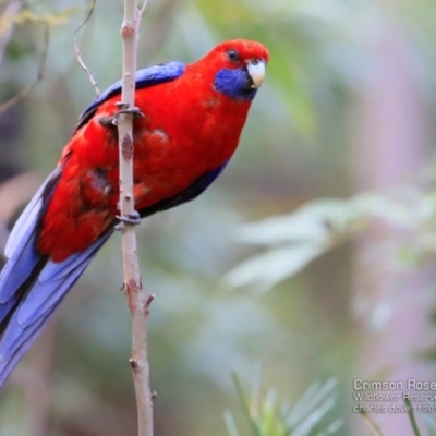 Platycercus elegans (Crimson Rosella) at Ulladulla Wildflower Reserve - 17 Nov 2016 by CharlesDove
