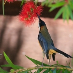 Acanthorhynchus tenuirostris (Eastern Spinebill) at Undefined - 12 Nov 2016 by CharlesDove