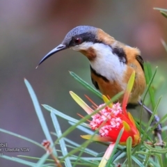 Acanthorhynchus tenuirostris (Eastern Spinebill) at Ulladulla Wildflower Reserve - 15 Nov 2016 by CharlesDove