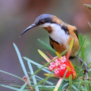 Acanthorhynchus tenuirostris at Ulladulla Wildflower Reserve - 15 Nov 2016