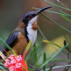 Acanthorhynchus tenuirostris at Ulladulla Wildflower Reserve - 15 Nov 2016