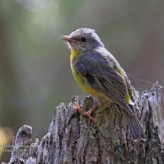 Eopsaltria australis (Eastern Yellow Robin) at Ulladulla Wildflower Reserve - 14 Nov 2016 by Charles Dove