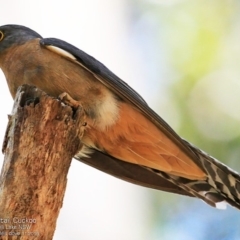 Cacomantis flabelliformis (Fan-tailed Cuckoo) at Meroo National Park - 13 Nov 2016 by Charles Dove