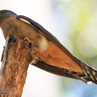 Cacomantis flabelliformis (Fan-tailed Cuckoo) at Meroo National Park - 13 Nov 2016 by Charles Dove