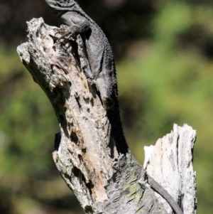 Amphibolurus muricatus at Morton National Park - 21 Jan 2017
