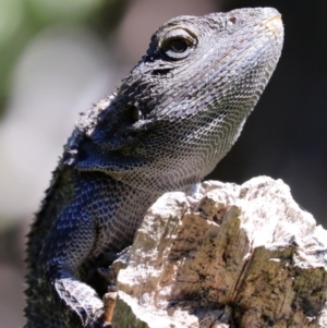 Amphibolurus muricatus at Morton National Park - 21 Jan 2017