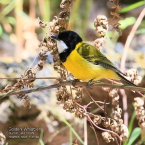 Pachycephala pectoralis at Meroo National Park - 14 Nov 2016