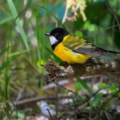 Pachycephala pectoralis at Meroo National Park - 14 Nov 2016