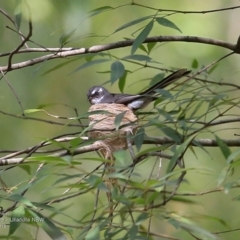 Rhipidura albiscapa (Grey Fantail) at Ulladulla Wildflower Reserve - 15 Nov 2016 by CharlesDove