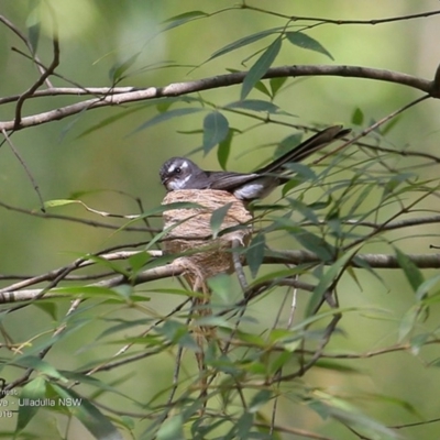 Rhipidura albiscapa (Grey Fantail) at Ulladulla Wildflower Reserve - 14 Nov 2016 by Charles Dove