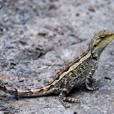 Amphibolurus muricatus (Jacky Lizard) at Coomee Nulunga Cultural Walking Track - 14 Nov 2016 by CharlesDove