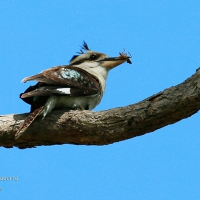 Dacelo novaeguineae (Laughing Kookaburra) at Undefined - 18 Nov 2016 by Charles Dove