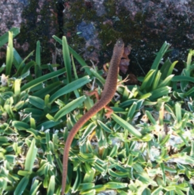 Saproscincus mustelinus (Weasel Skink) at Ulladulla, NSW - 9 Oct 2013 by CRSImages