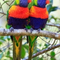 Trichoglossus moluccanus (Rainbow Lorikeet) at Undefined - 11 Nov 2016 by Charles Dove