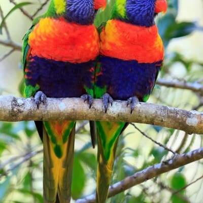 Trichoglossus moluccanus (Rainbow Lorikeet) at Undefined - 11 Nov 2016 by Charles Dove