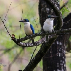 Todiramphus sanctus (Sacred Kingfisher) at Hazel Rowbotham Reserve Walking Track - 17 Nov 2016 by Charles Dove