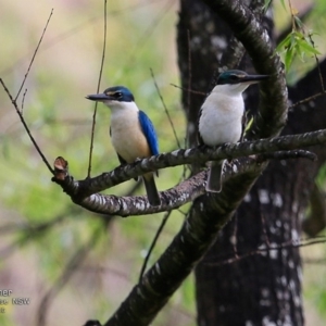 Todiramphus sanctus at Hazel Rowbotham Reserve Walking Track - 18 Nov 2016 12:00 AM