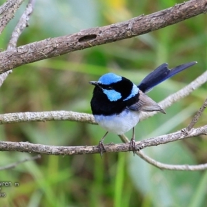 Malurus cyaneus at Narrawallee Bushcare - 12 Nov 2016