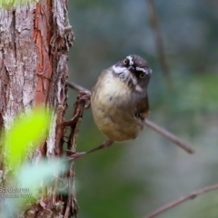 Sericornis frontalis (White-browed Scrubwren) at Ulladulla Wildflower Reserve - 15 Nov 2016 by CharlesDove