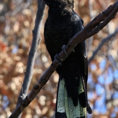 Zanda funerea (Yellow-tailed Black-Cockatoo) at South Pacific Heathland Reserve - 17 Nov 2016 by CharlesDove