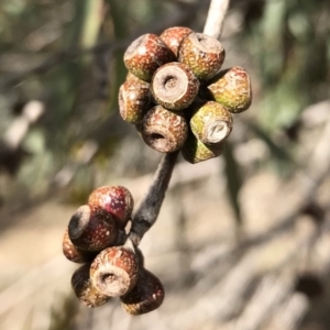 Eucalyptus stellulata at Bungendore, NSW - 11 Jun 2018