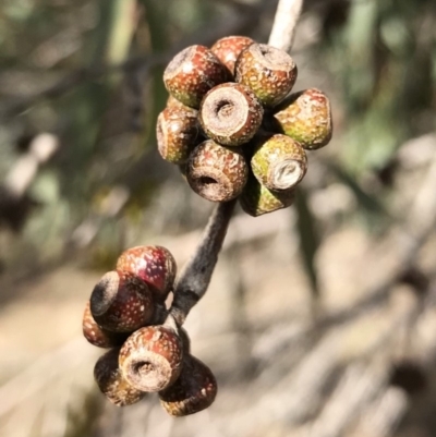 Eucalyptus stellulata (Black Sally) at Bungendore, NSW - 11 Jun 2018 by yellowboxwoodland