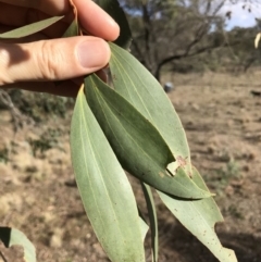 Eucalyptus stellulata at Bungendore, NSW - 11 Jun 2018 10:40 AM