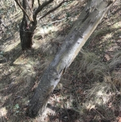 Eucalyptus stellulata at Bungendore, NSW - 11 Jun 2018