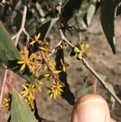 Eucalyptus stellulata at Bungendore, NSW - 11 Jun 2018 10:40 AM