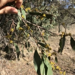 Eucalyptus stellulata at Bungendore, NSW - 11 Jun 2018 10:40 AM