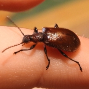 Ecnolagria grandis at Fadden, ACT - 7 Feb 2018