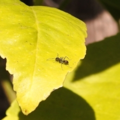 Iridomyrmex sp. (genus) (Ant) at Fadden, ACT - 7 Feb 2018 by YumiCallaway