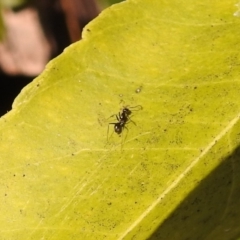 Iridomyrmex sp. (genus) at Fadden, ACT - 8 Feb 2018