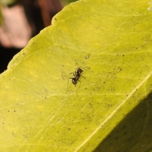 Iridomyrmex sp. (genus) at Fadden, ACT - 8 Feb 2018