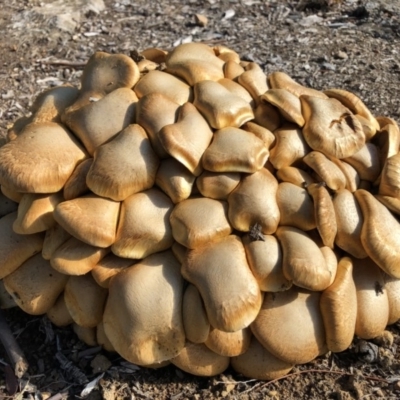 Gymnopilus junonius (Spectacular Rustgill) at Hackett, ACT - 11 Jun 2018 by AaronClausen