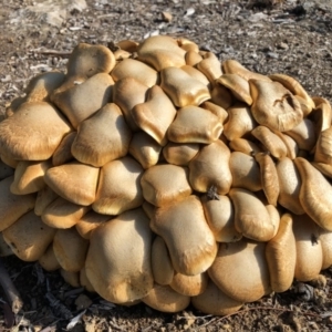 Gymnopilus junonius at Hackett, ACT - 11 Jun 2018