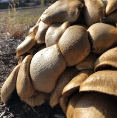 Gymnopilus junonius at Hackett, ACT - 11 Jun 2018 01:01 PM