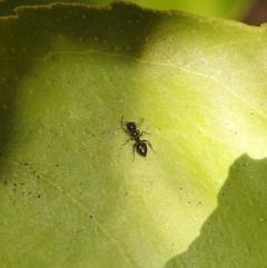 Crematogaster sp. (genus) at Fadden, ACT - 8 Feb 2018 09:39 AM