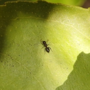 Crematogaster sp. (genus) at Fadden, ACT - 8 Feb 2018 09:39 AM