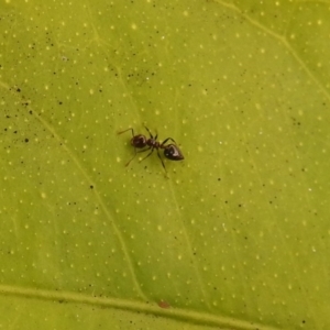 Crematogaster sp. (genus) at Fadden, ACT - 8 Feb 2018 09:39 AM